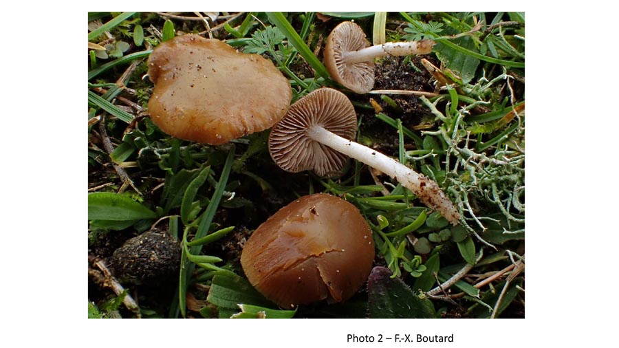 Psathyrella clivensis