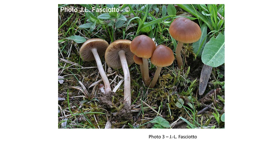 Psathyrella clivensis