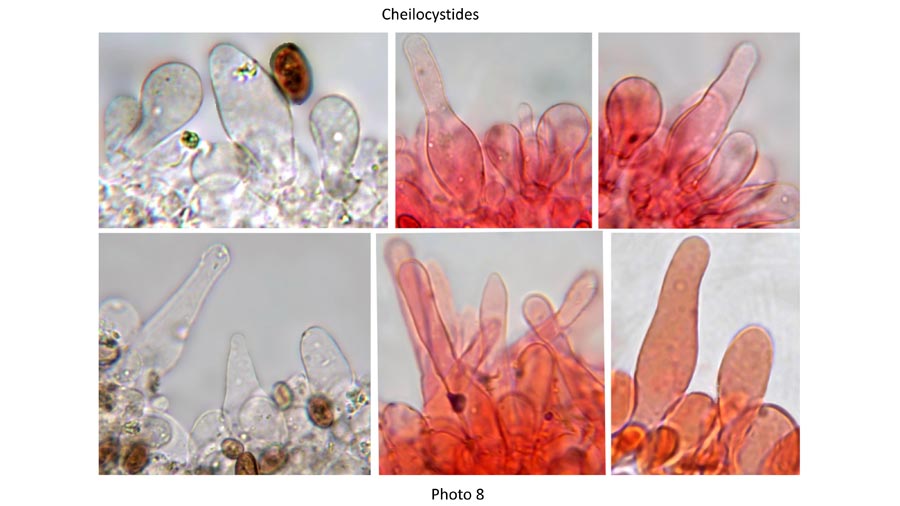 Psathyrella clivensis