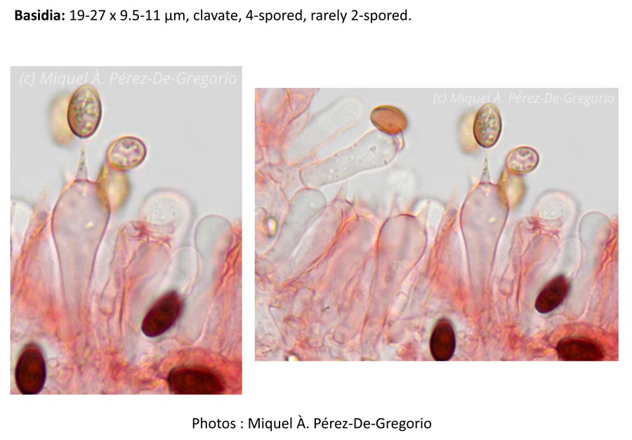 Psathyrella codinae