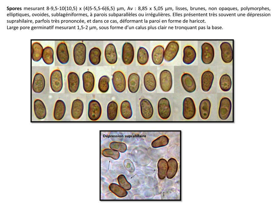 Psathyrella conferta