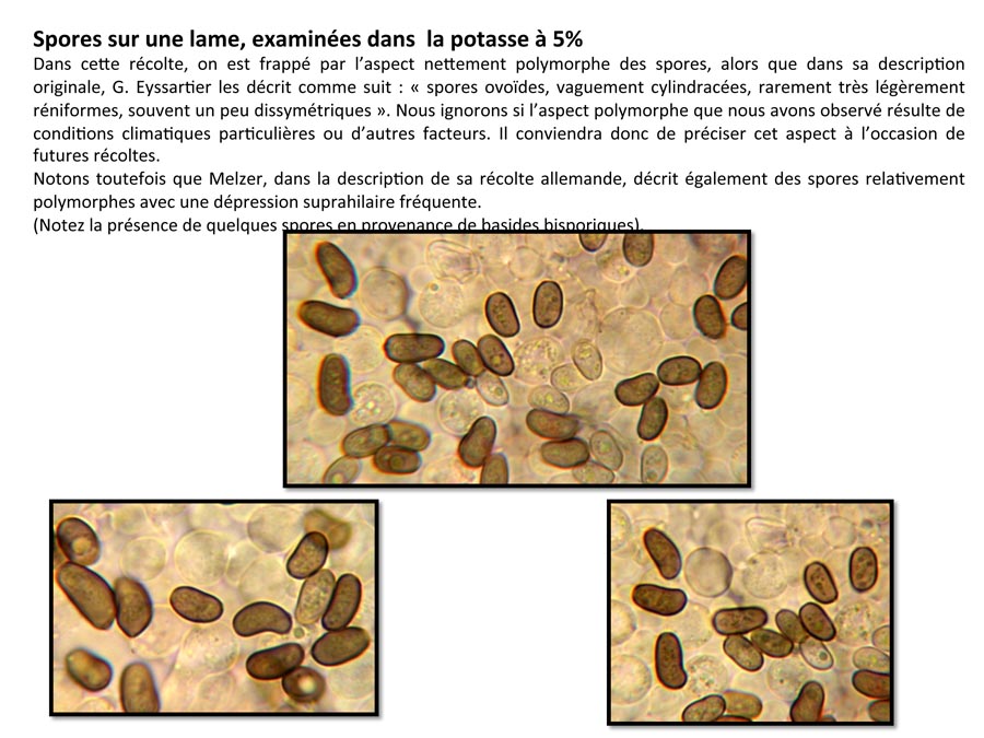 Psathyrella conferta