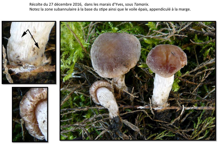 Psathyrella conferta