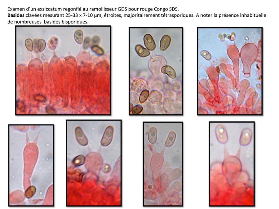 Psathyrella conferta