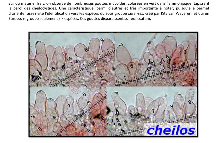 Psathyrella conferta