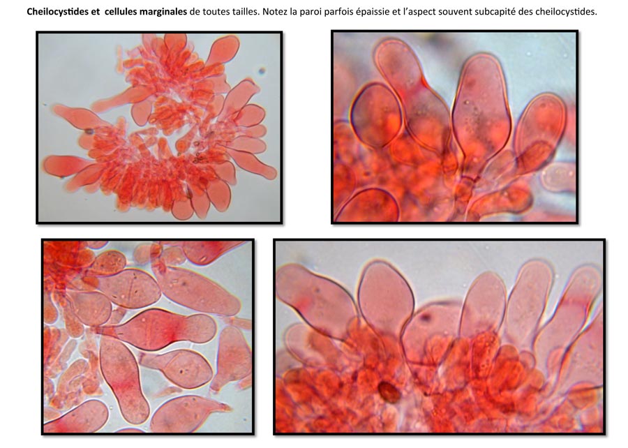 Psathyrella conferta