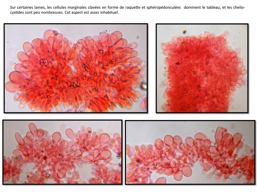 Psathyrella conferta