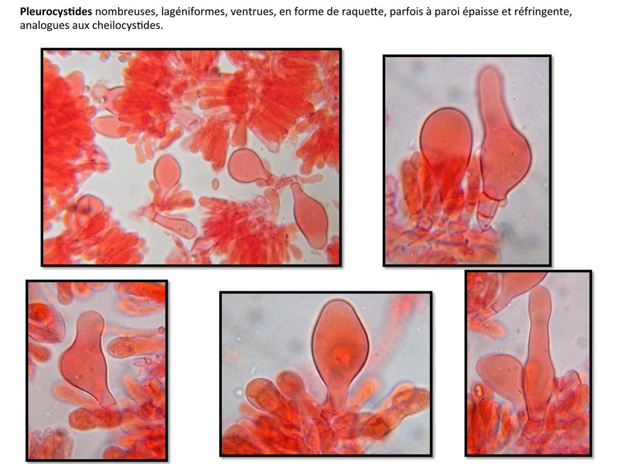 Psathyrella conferta