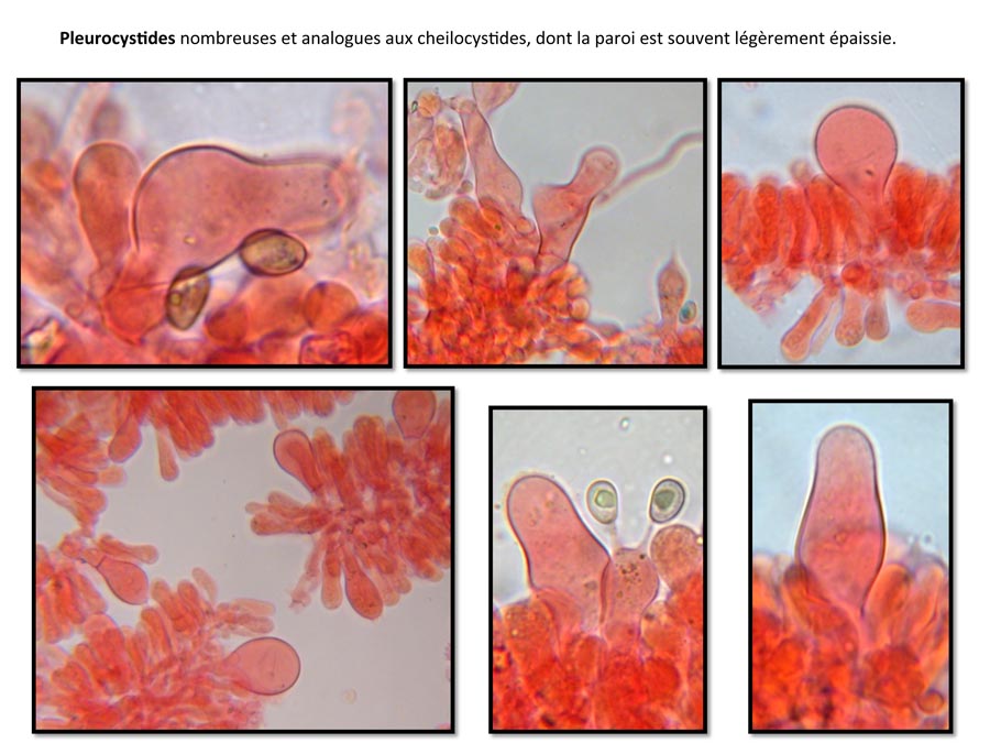 Psathyrella conferta