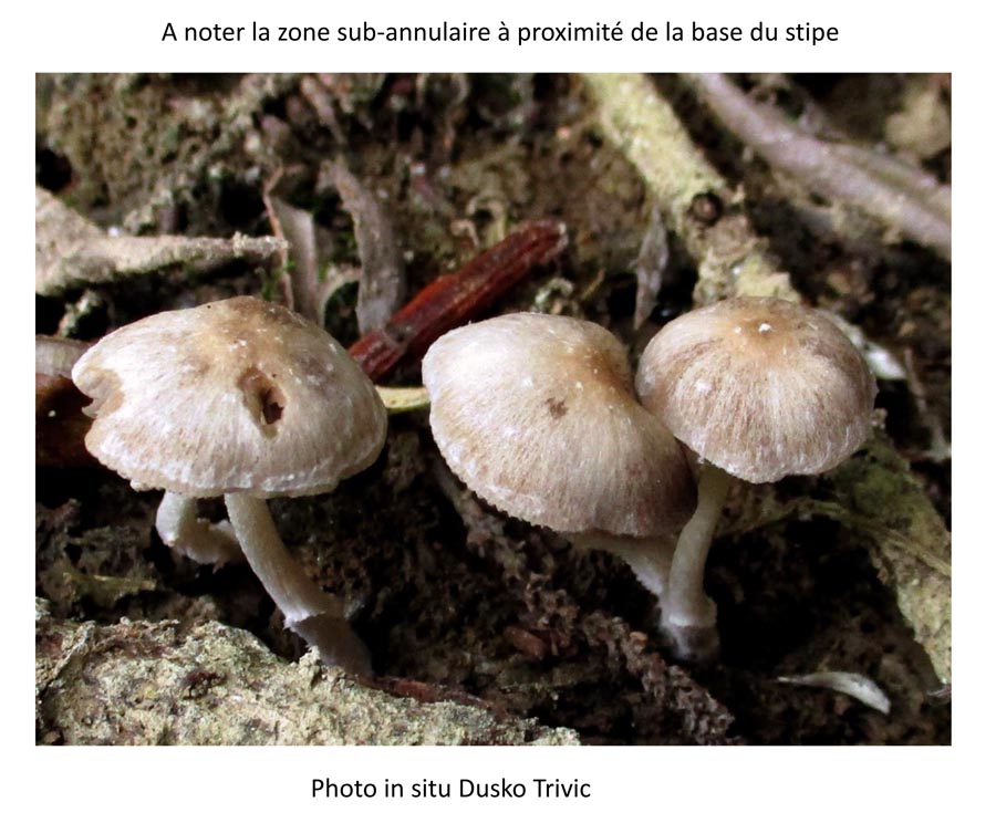 Psathyrella conferta