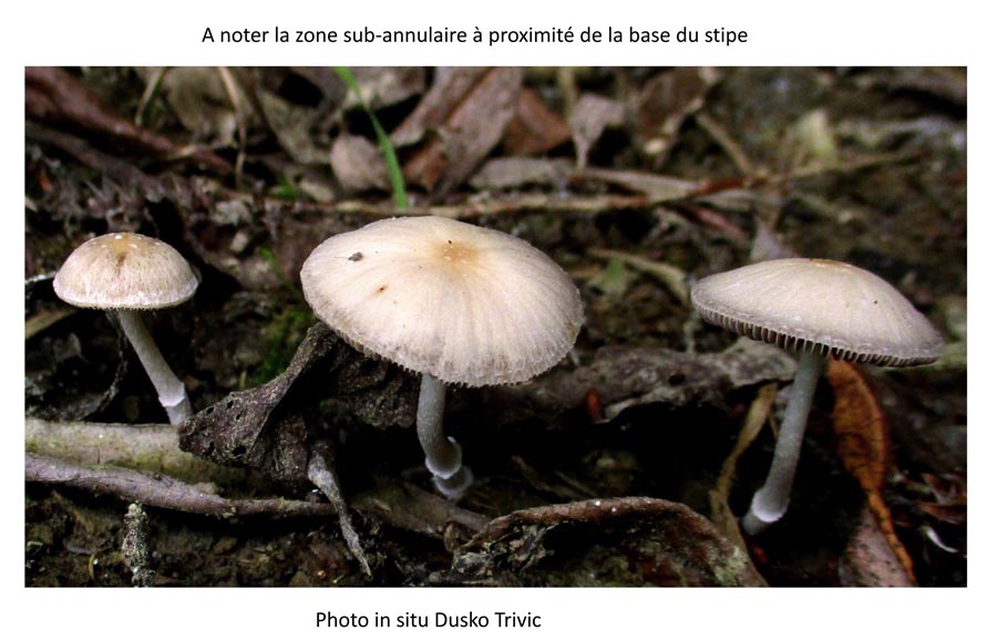 Psathyrella conferta