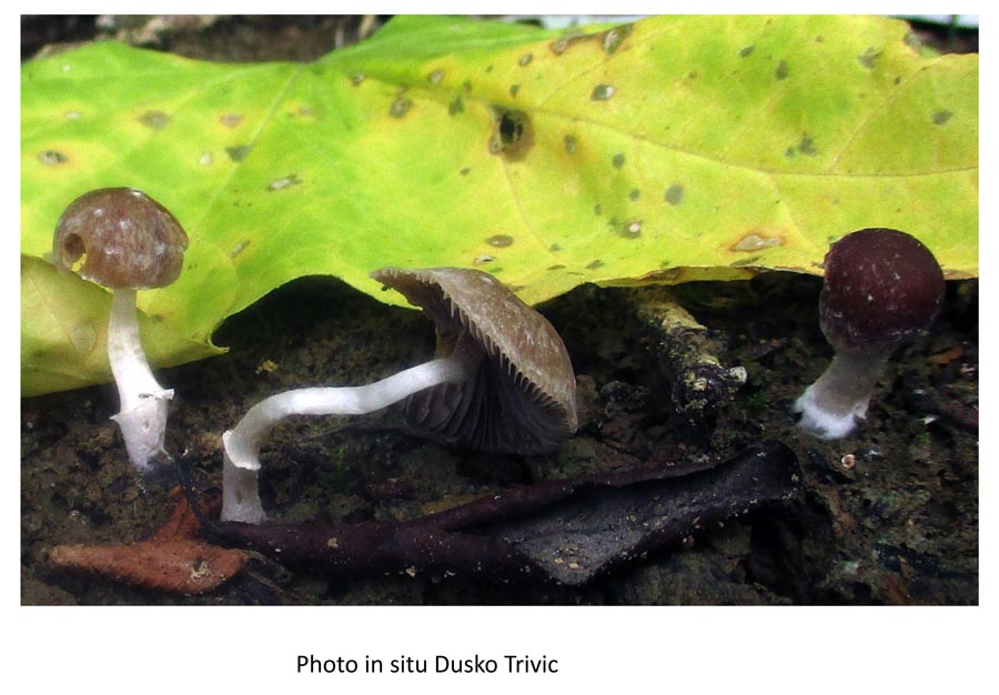 Psathyrella conferta