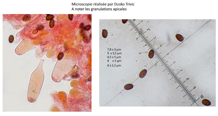 Psathyrella conferta