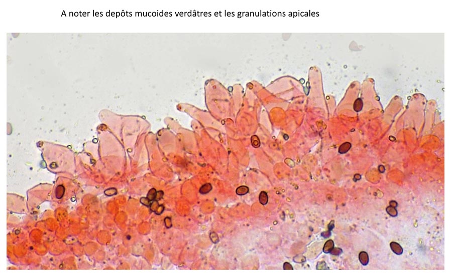 Psathyrella conferta