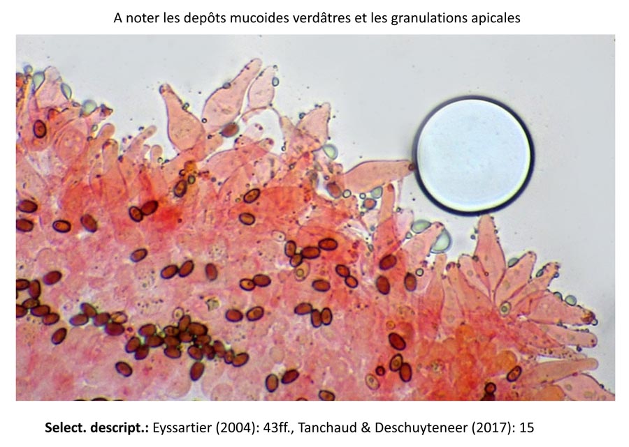 Psathyrella conferta