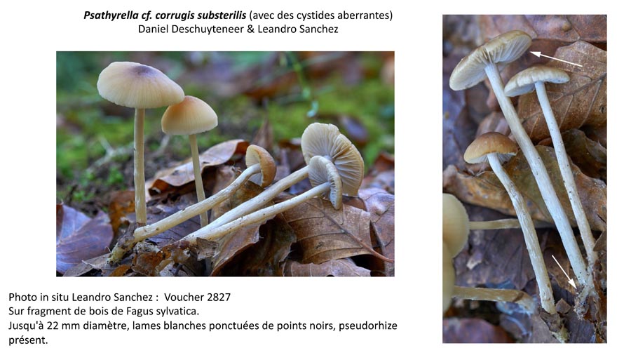 Psathyrella corrugis var. substerilis