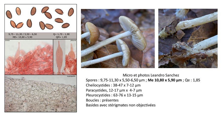 Psathyrella corrugis var. substerilis