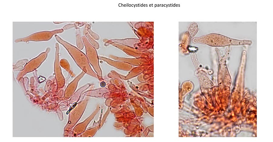 Psathyrella corrugis var. substerilis