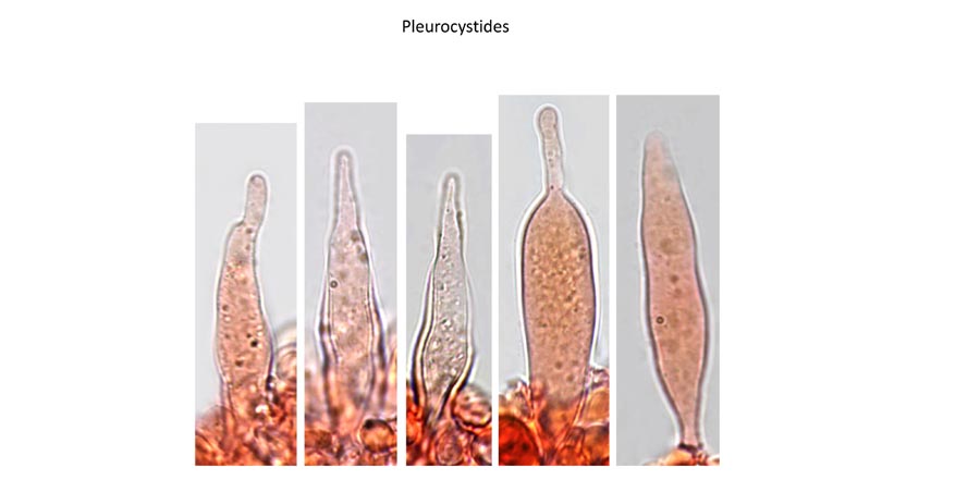 Psathyrella corrugis var. substerilis