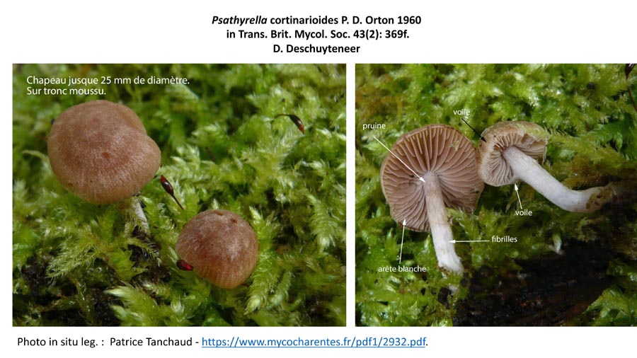 Psathyrella cortinarioides