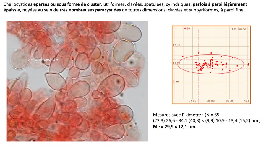 Psathyrella cortinarioides