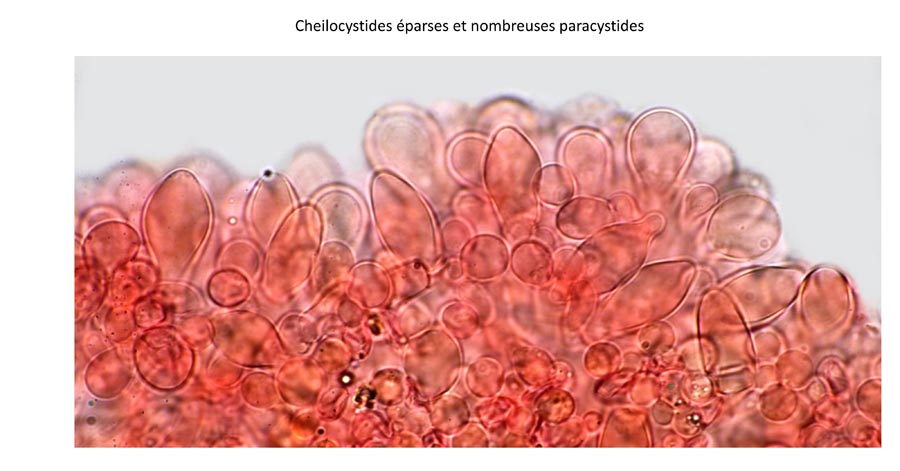 Psathyrella cortinarioides