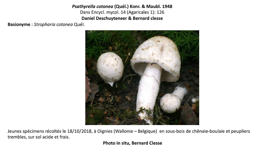 Psathyrella cotonea