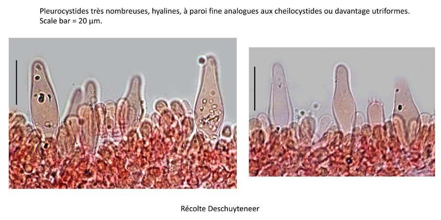 Psathyrella cotonea