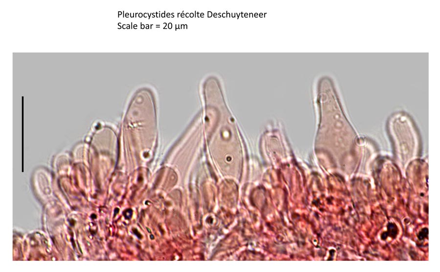 Psathyrella cotonea