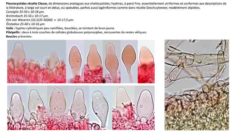 Psathyrella cotonea