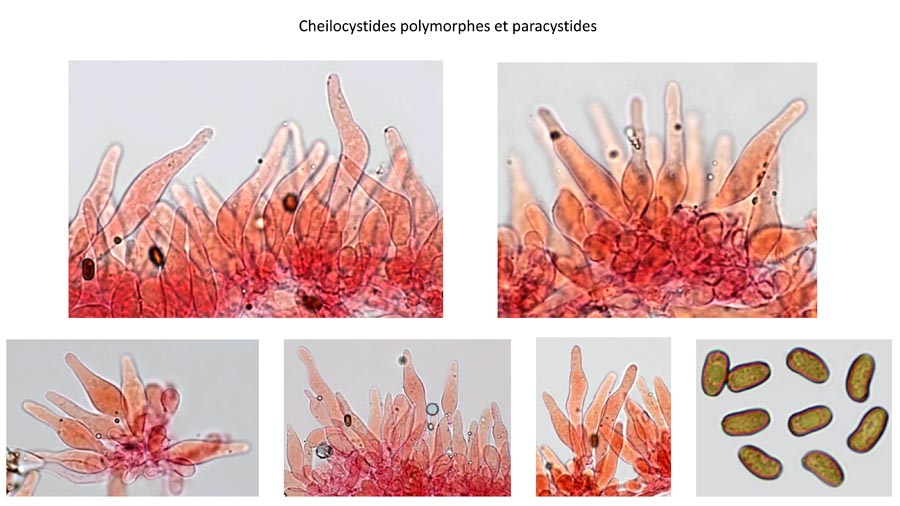 Psathyrella cotonea