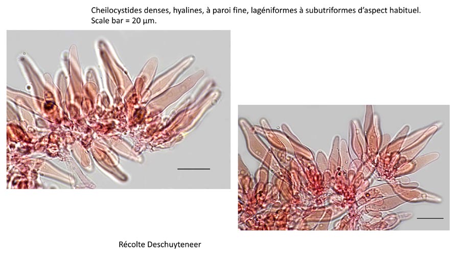 Psathyrella cotonea