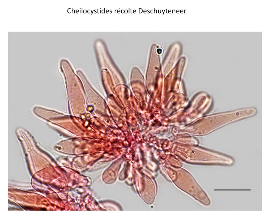 Psathyrella cotonea