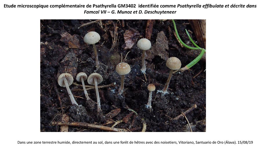 Psathyrella effibulata