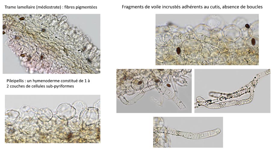 Psathyrella effibulata