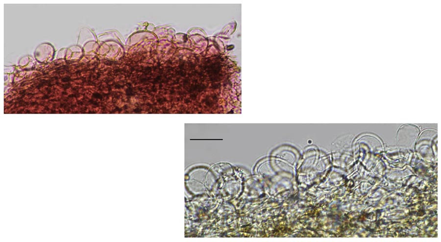 Psathyrella effibulata