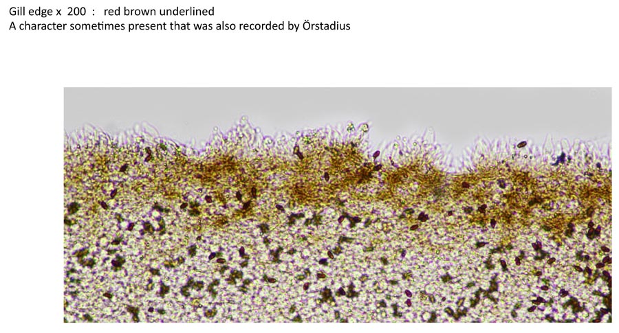 Psathyrella effibulata