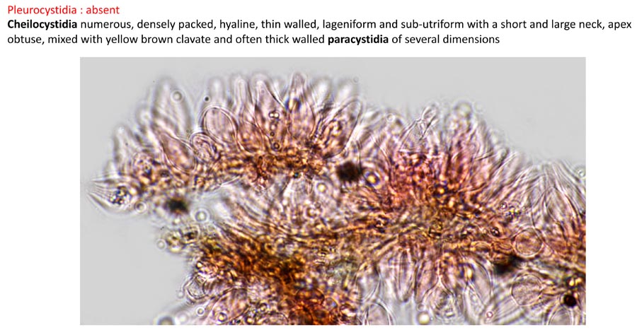 Psathyrella effibulata