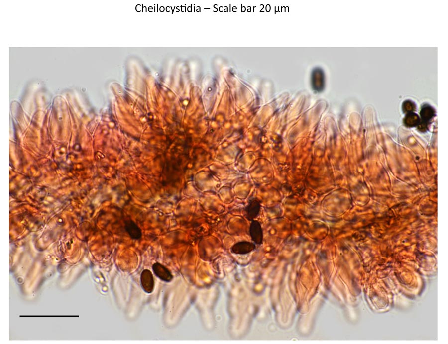 Psathyrella effibulata