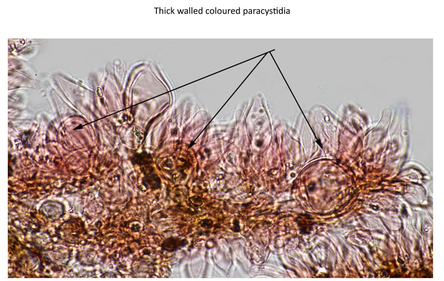 Psathyrella effibulata