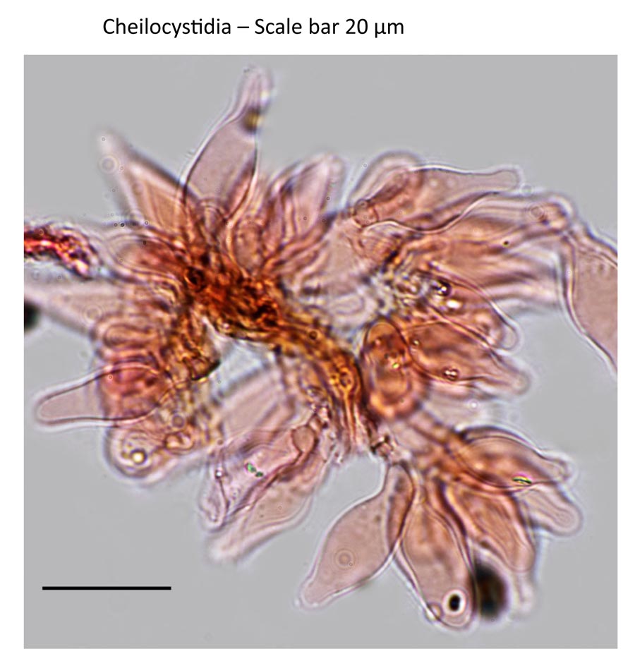 Psathyrella effibulata