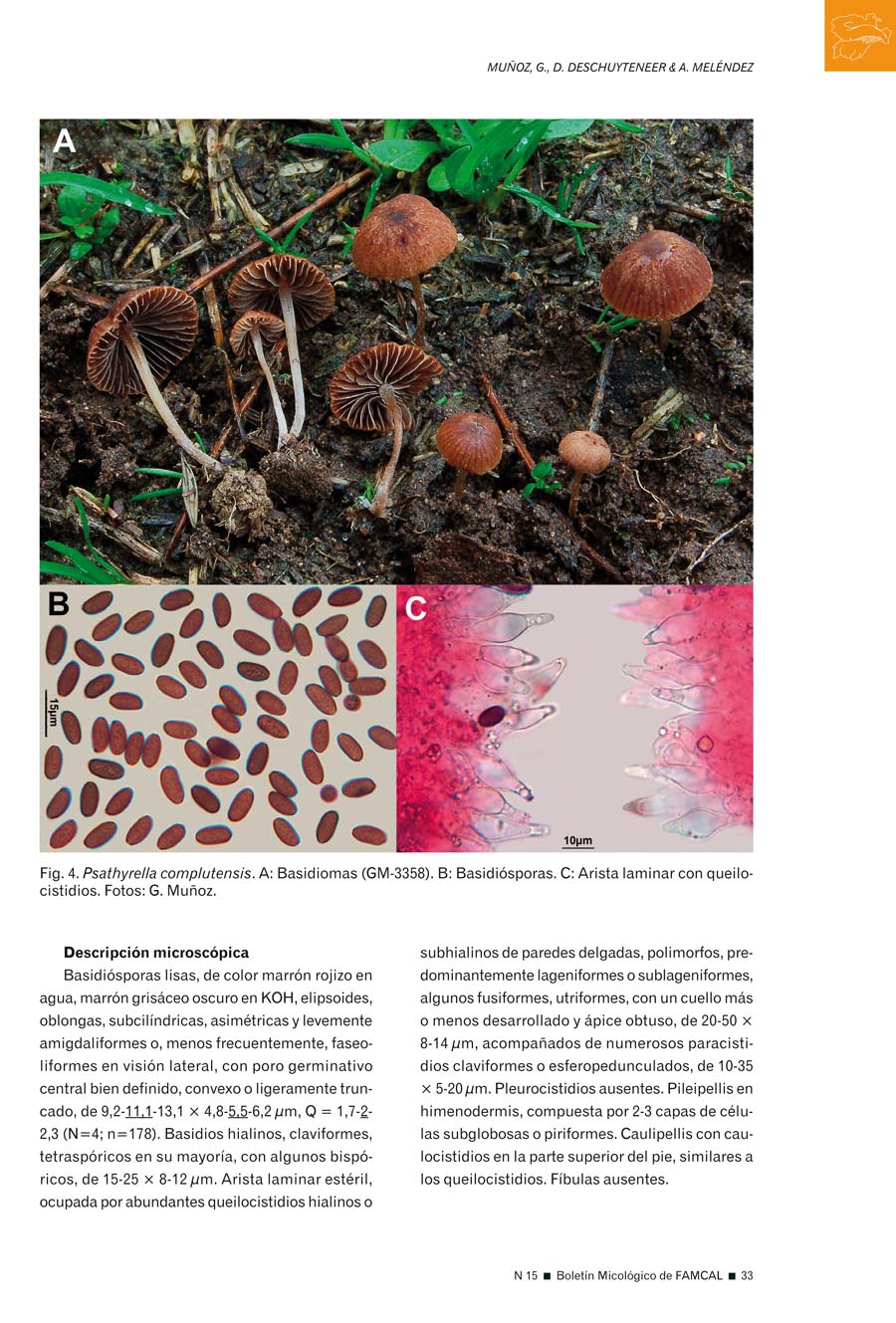 Psathyrella effibulata