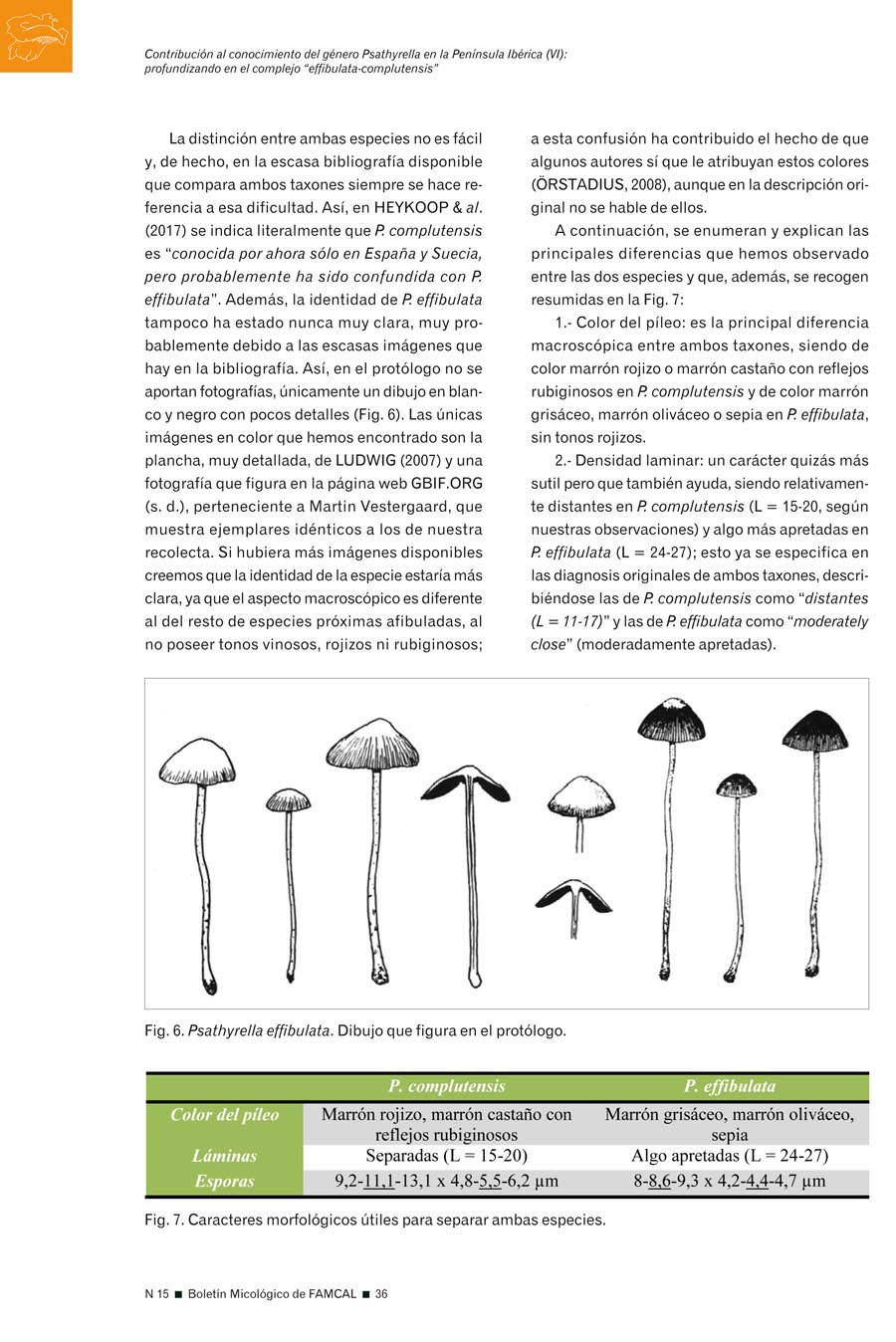 Psathyrella effibulata