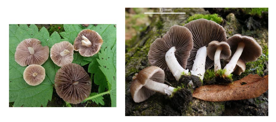 Psathyrella ephemera