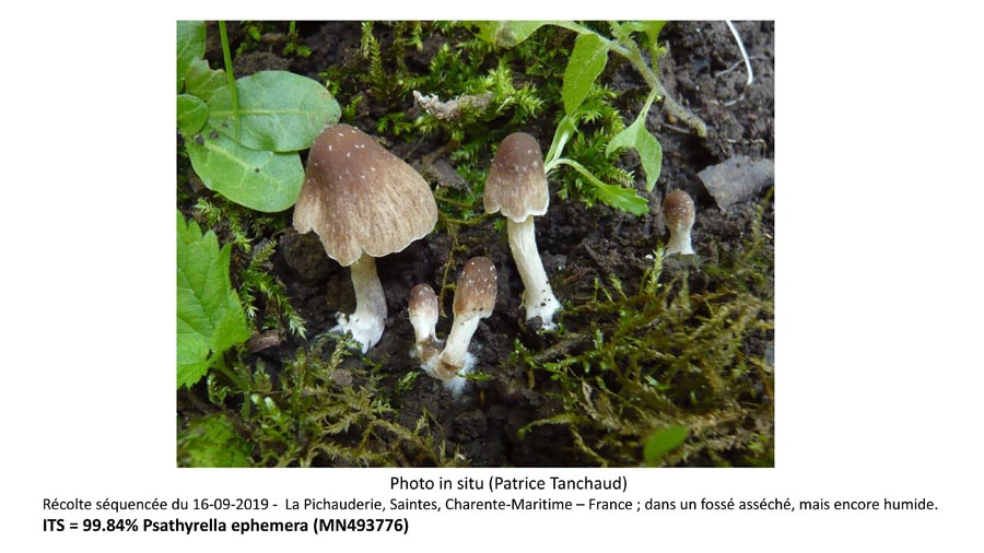 Psathyrella ephemera