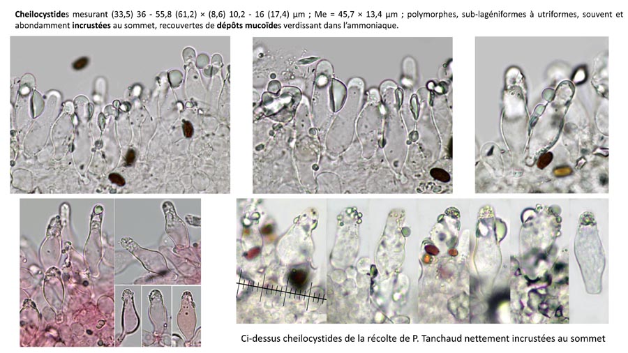 Psathyrella ephemera