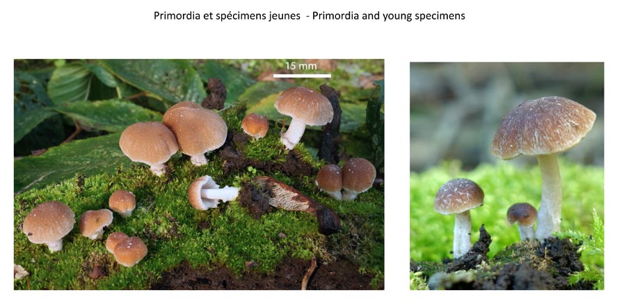 Psathyrella ephemera