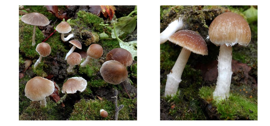 Psathyrella ephemera