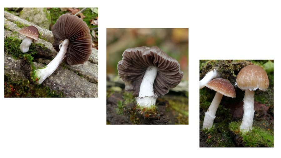 Psathyrella ephemera