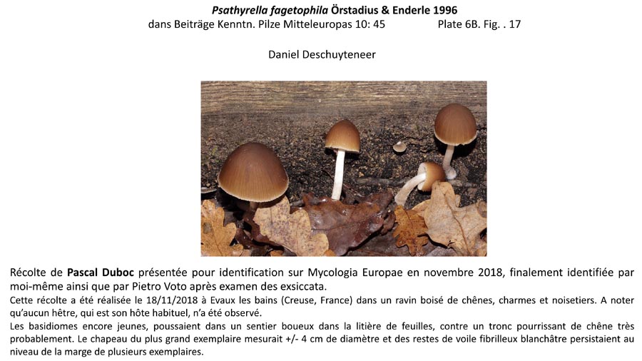 Psathyrella fagetophila